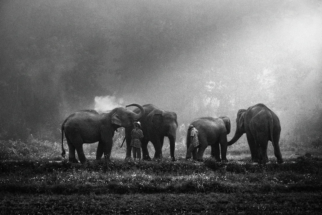 Elephants in mist — Joseph Goh